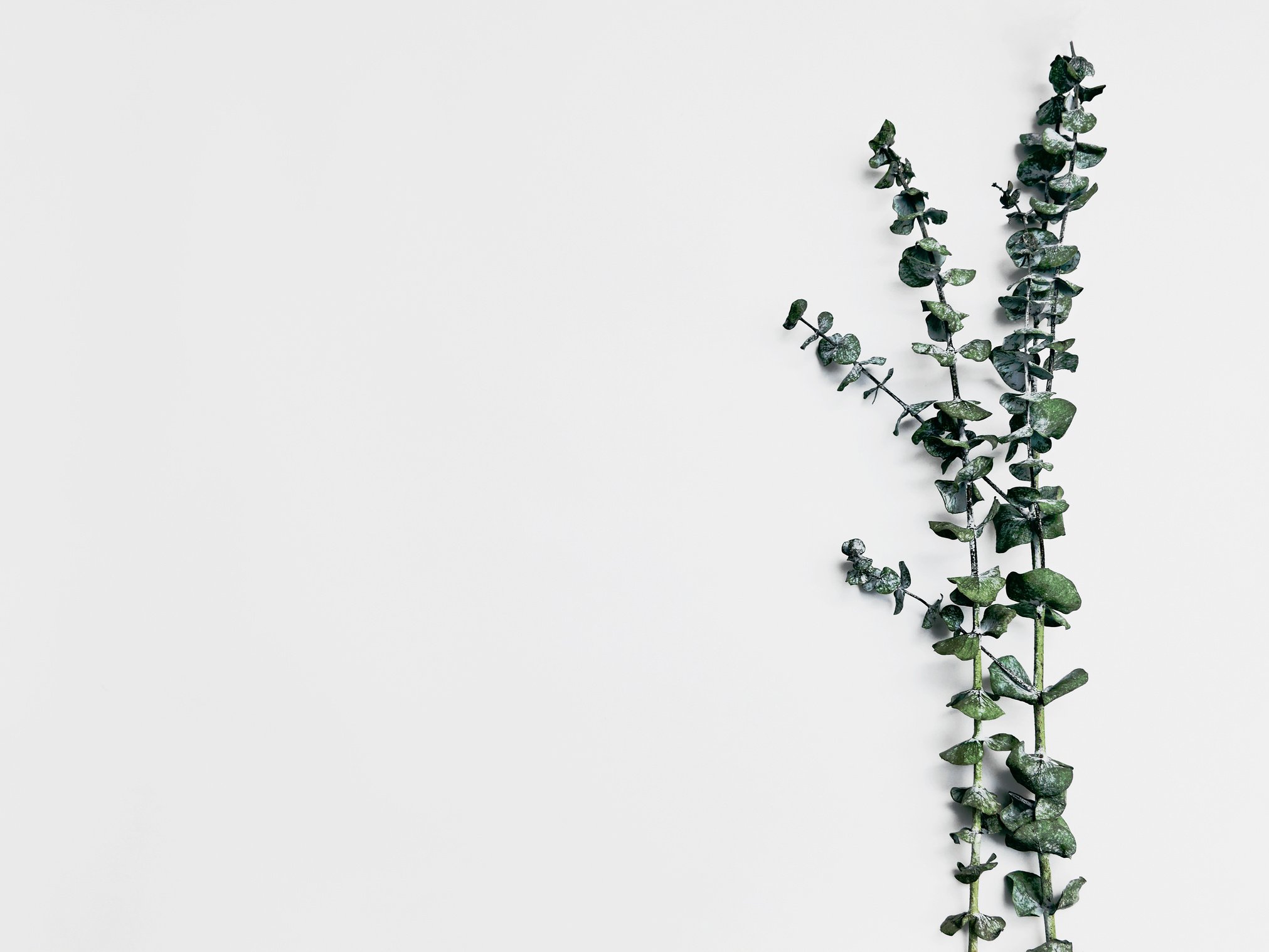 Minimalist plant background